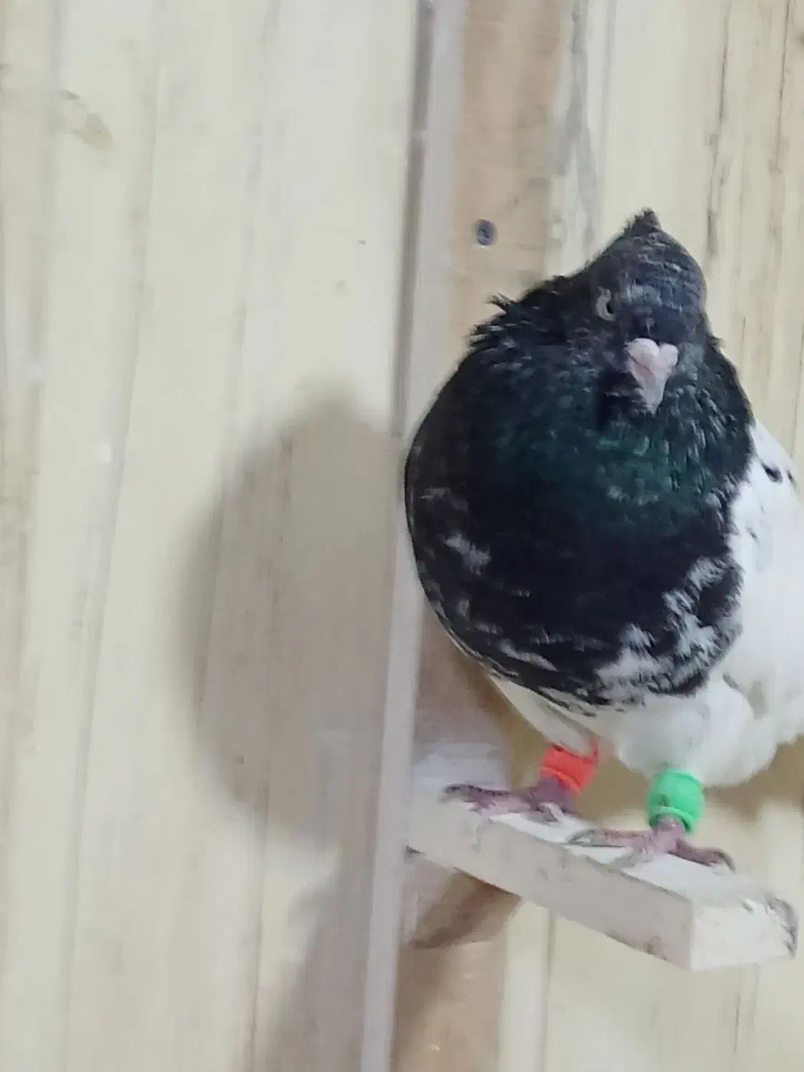 کلدار|پرنده|قم, سید معصوم|دیوار