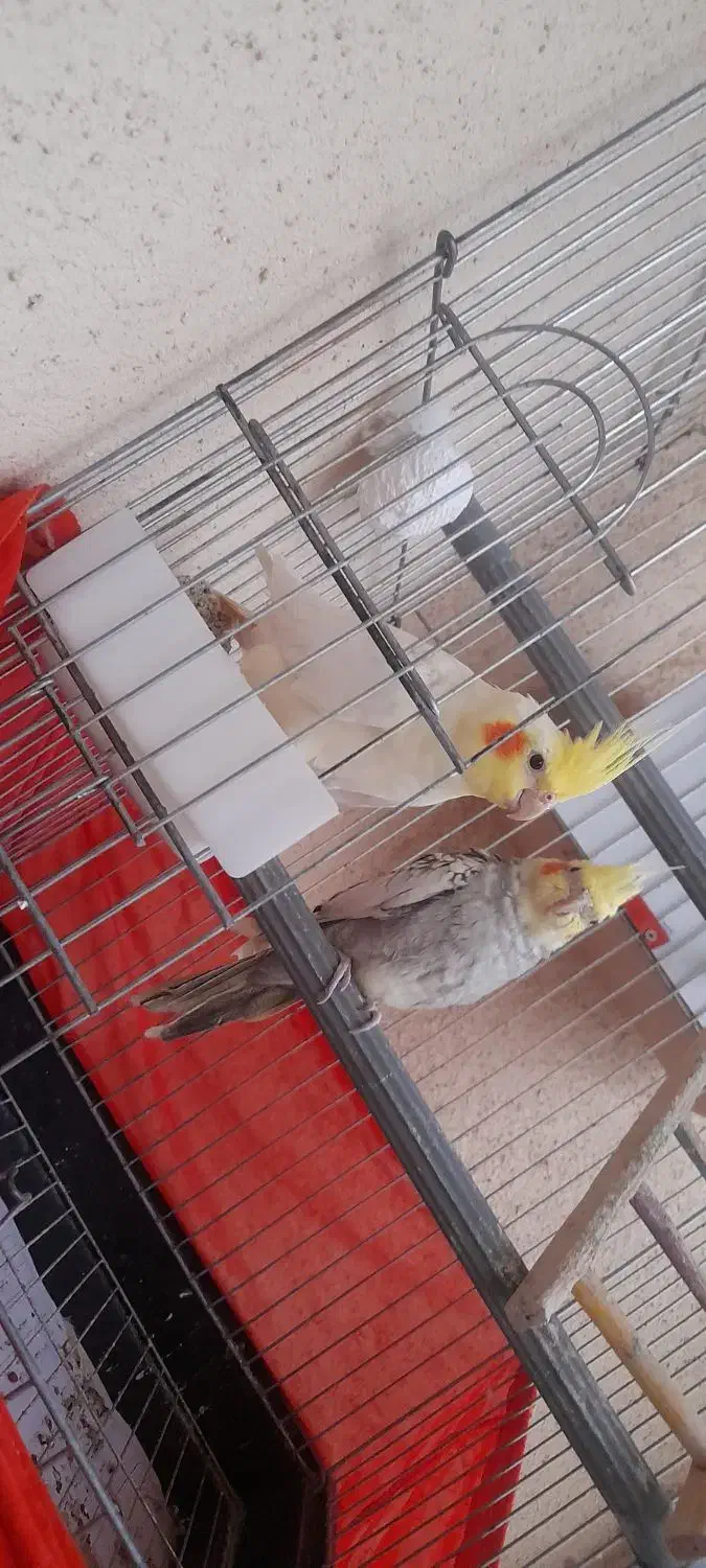 عروس هلندی|پرنده|زنجان, |دیوار