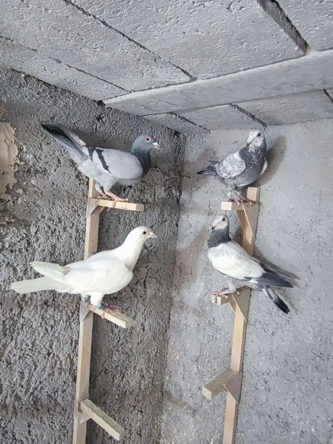 کفتر|پرنده|شیراز, شهرک قمشه|دیوار