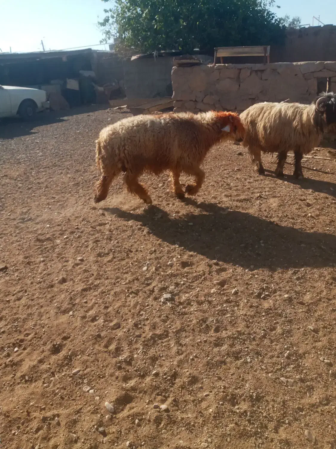 یک راس کوه تخمی|حیوانات مزرعه|اندیکا, |دیوار