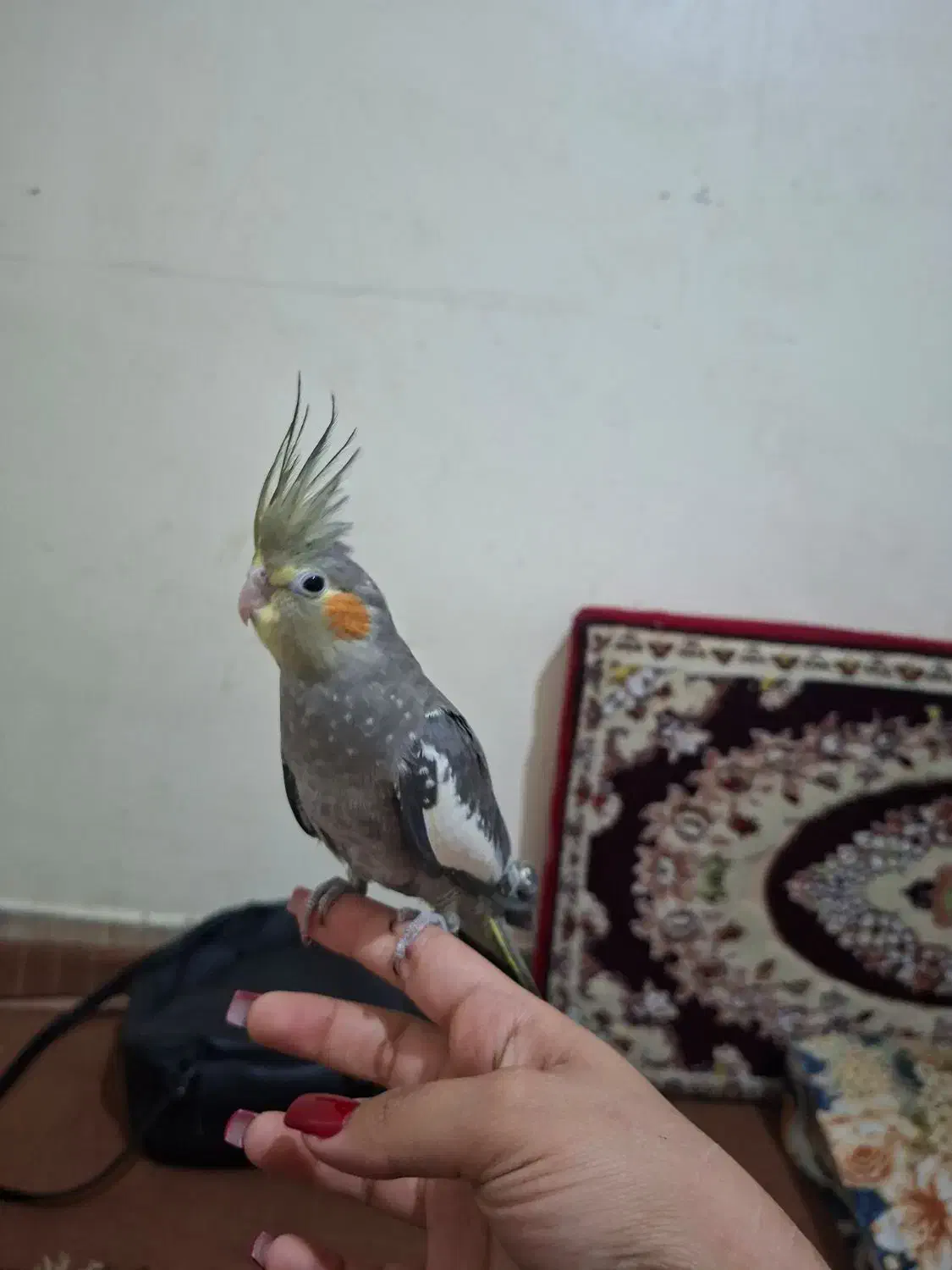 عروس هلندی گمشده|حیوانات|قم, لبچال|دیوار