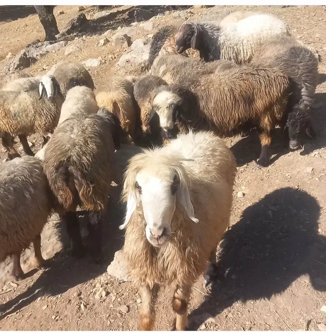 فروش‌میش|حیوانات مزرعه|پاتاوه, |دیوار