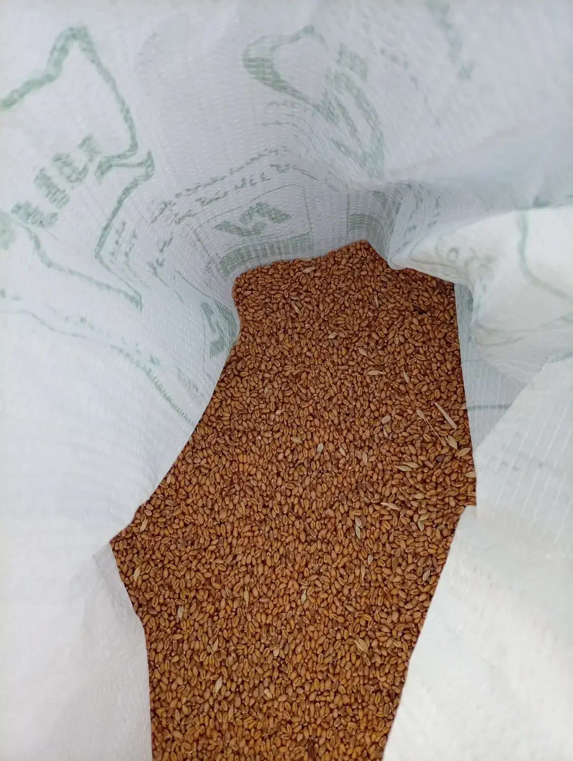 بذر گندم آرامش|گل و گیاه طبیعی|پارس‌آباد, |دیوار