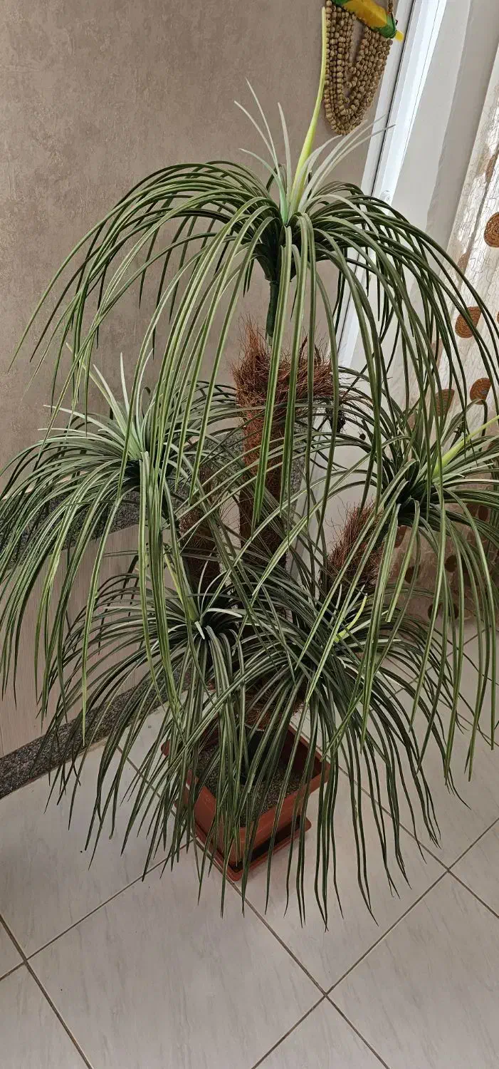 نخل مصنوعی|گل مصنوعی|شاهینشهر, حافظ شمالی|دیوار