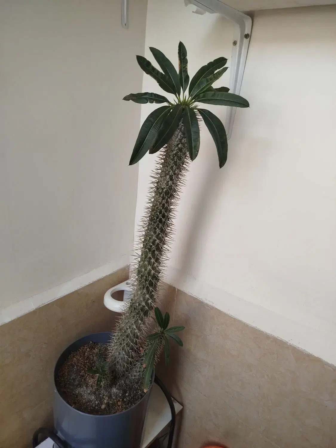 گل سرحال وزیبا.|گل و گیاه طبیعی|قزوین, |دیوار