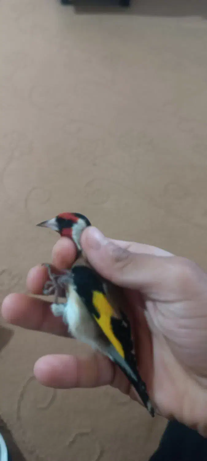 سهره|پرنده|سرپل ذهاب, |دیوار