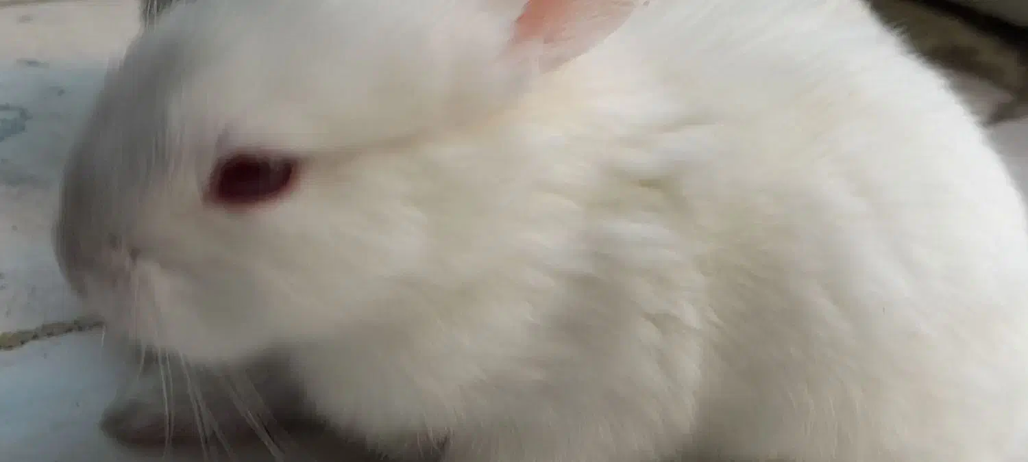 خرگوش آلبینو|موش و خرگوش|سمنان, |دیوار