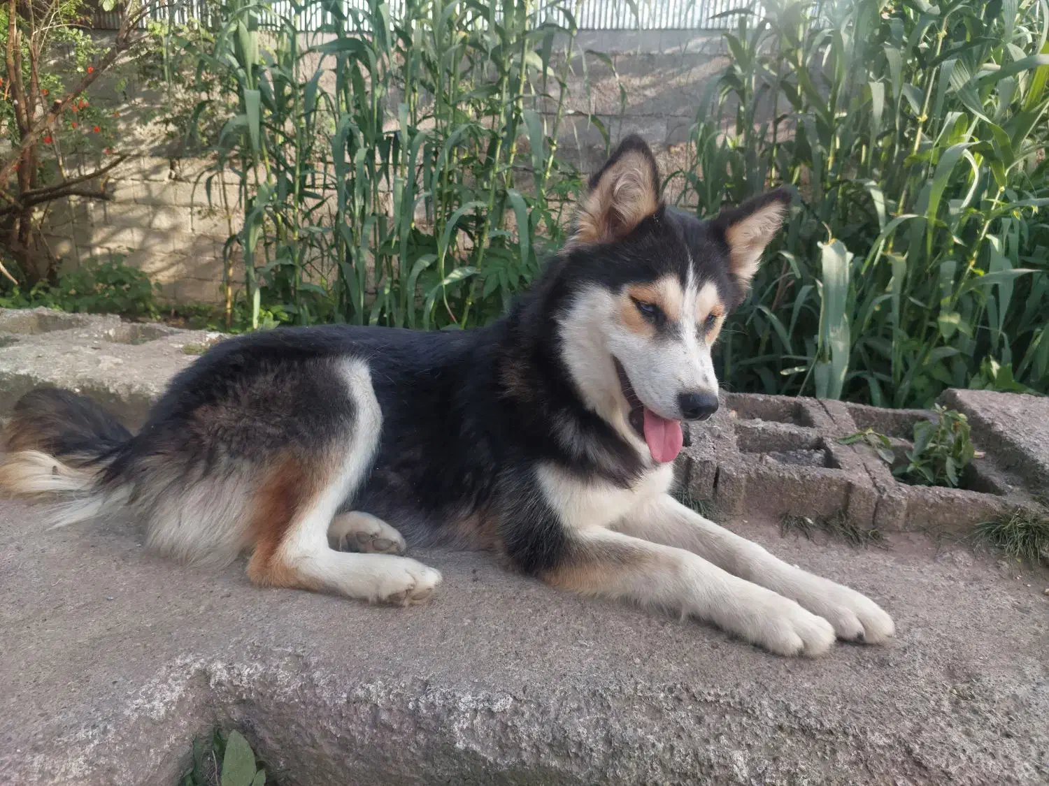 فروش هاسکی های ۱ ساله|سگ|سنگر, |دیوار