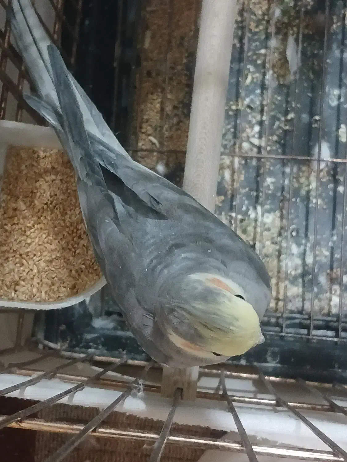 عروس هلندی|پرنده|تهران, شکیبا|دیوار