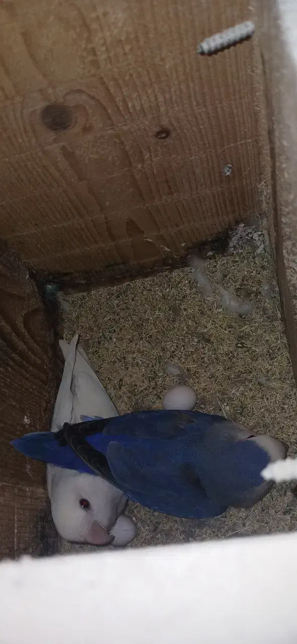 طوطی برزیلی کوتوله مولدروی تخم|پرنده|قائم‌شهر, |دیوار