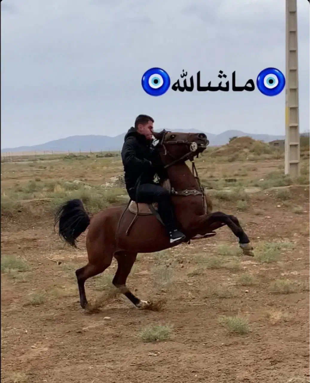 اسب مادیون کرد|اسب و تجهیزات اسب‌سواری|ملکان, |دیوار