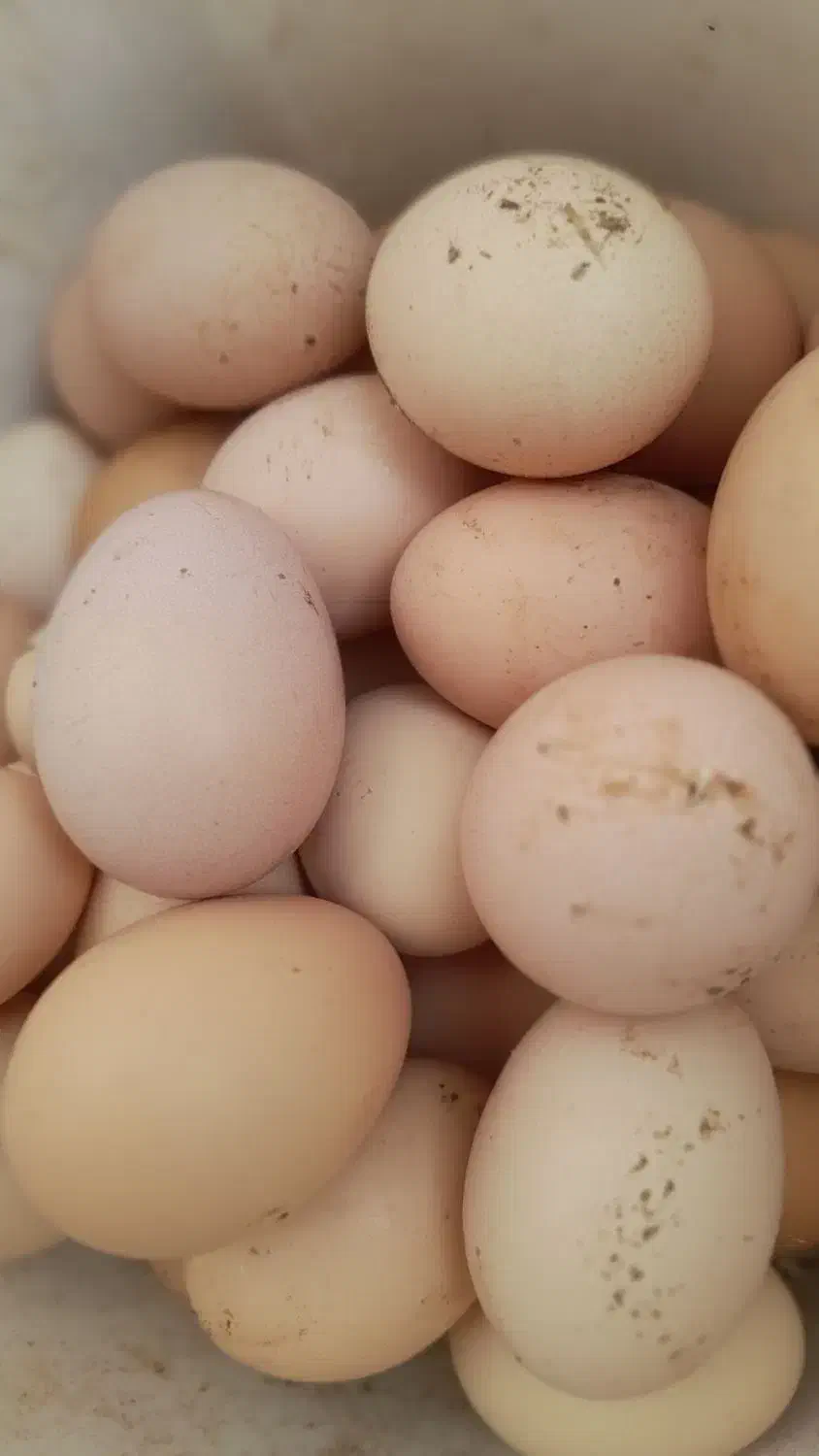 تخم مرغ|خوردنی و آشامیدنی|سبزوار, شرق کال عیدگاه|دیوار