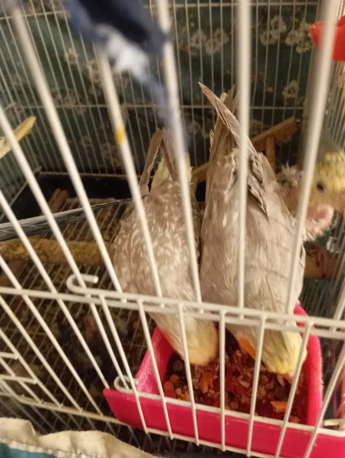 عروس هلندی|پرنده|گلستان (تهران), |دیوار