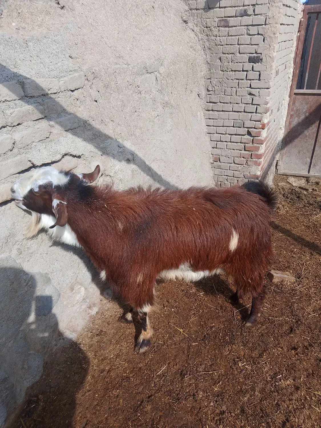 نیری بزرگ|حیوانات مزرعه|محمدیار, |دیوار