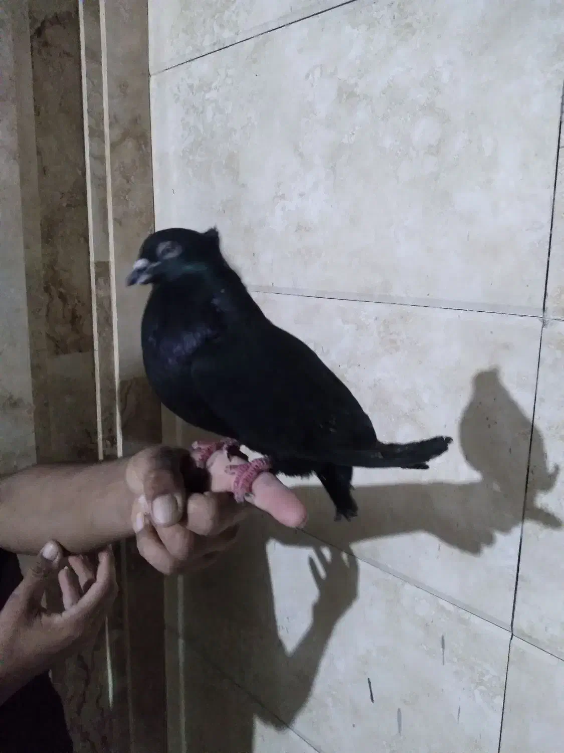 کبوتر زاغ کاکول|پرنده|بابل, |دیوار