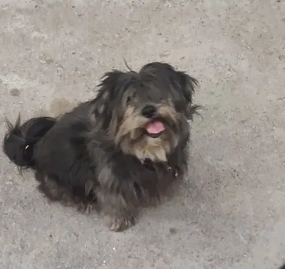 سگ گمشده|حیوانات|مشهد, رضاییه|دیوار