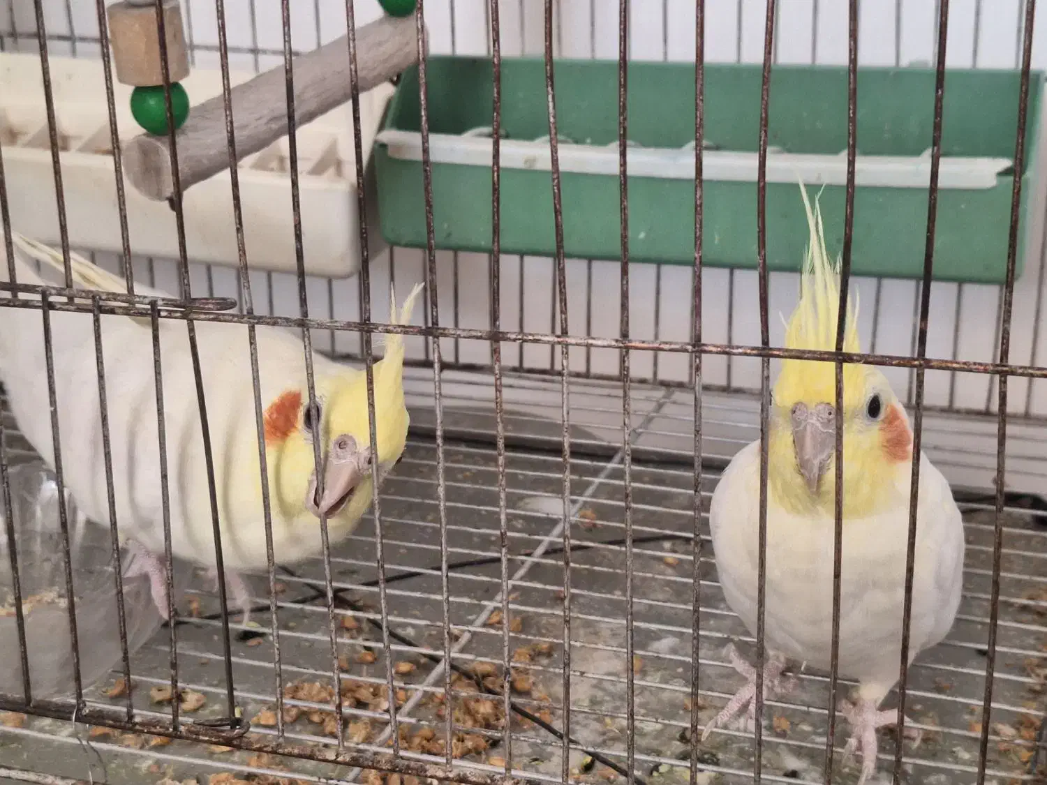 عروس هلندی|پرنده|نیریز, |دیوار