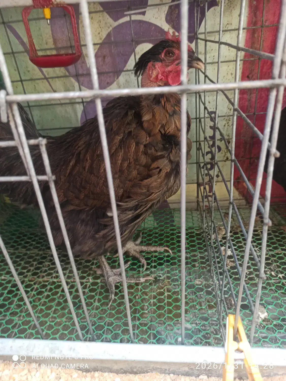 مرغ محلی|حیوانات مزرعه|قم, هنرستان|دیوار