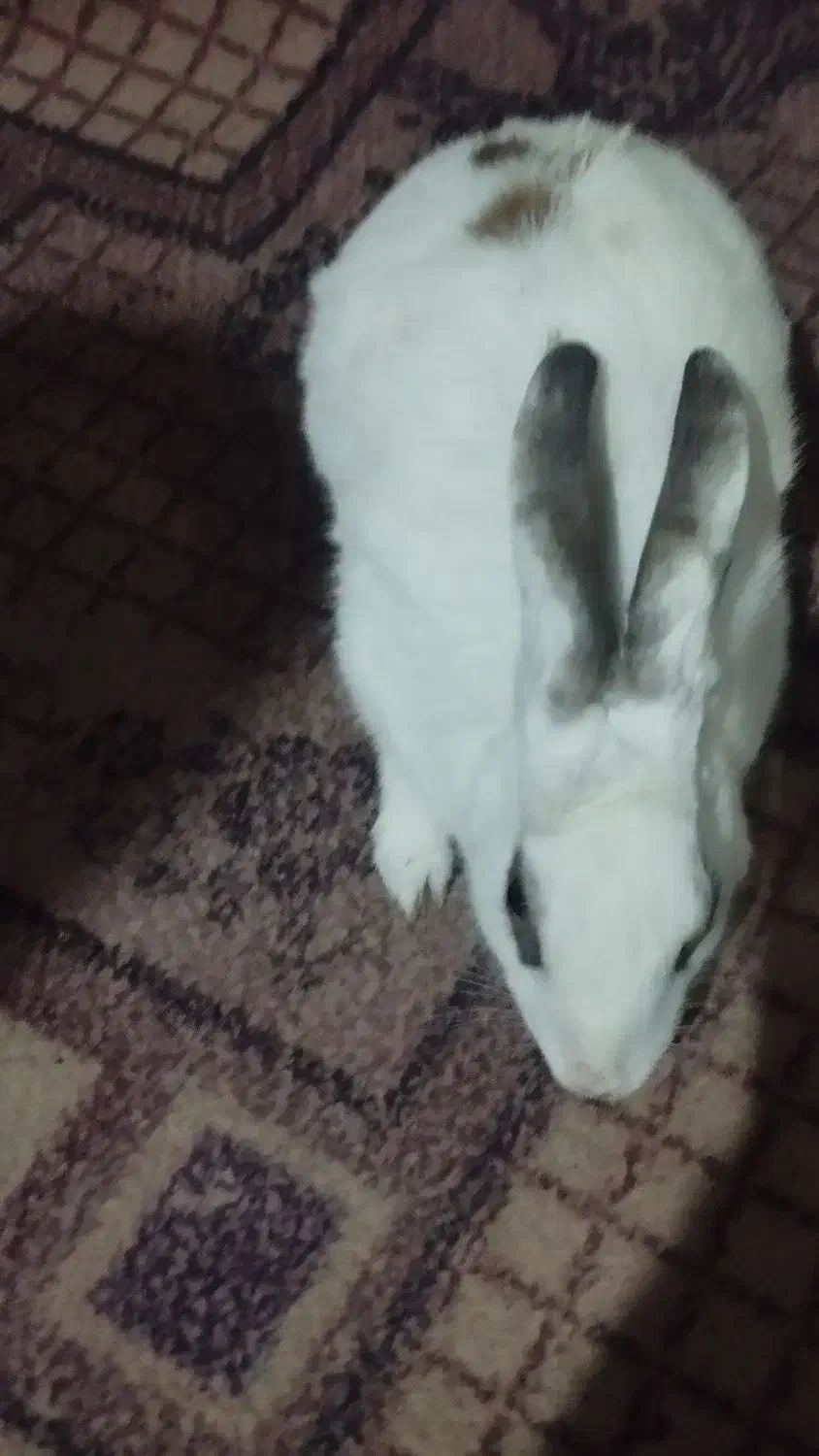 خرگوش|موش و خرگوش|سیب و سوران, |دیوار