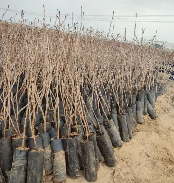 تولیدی نهال درخت گُل نهالستان گردوانار پسته پیوندی|خدمات باغبانی و درختکاری|قم, سعادتی|دیوار