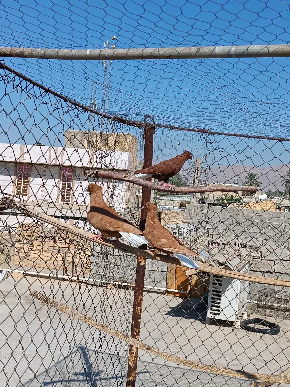 12عدد دمبی درجه یک همه باهم|پرنده|بهبهان, |دیوار