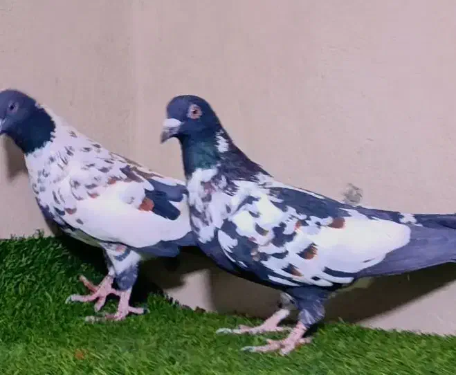 حیون عروسک|پرنده|زاهدان, |دیوار