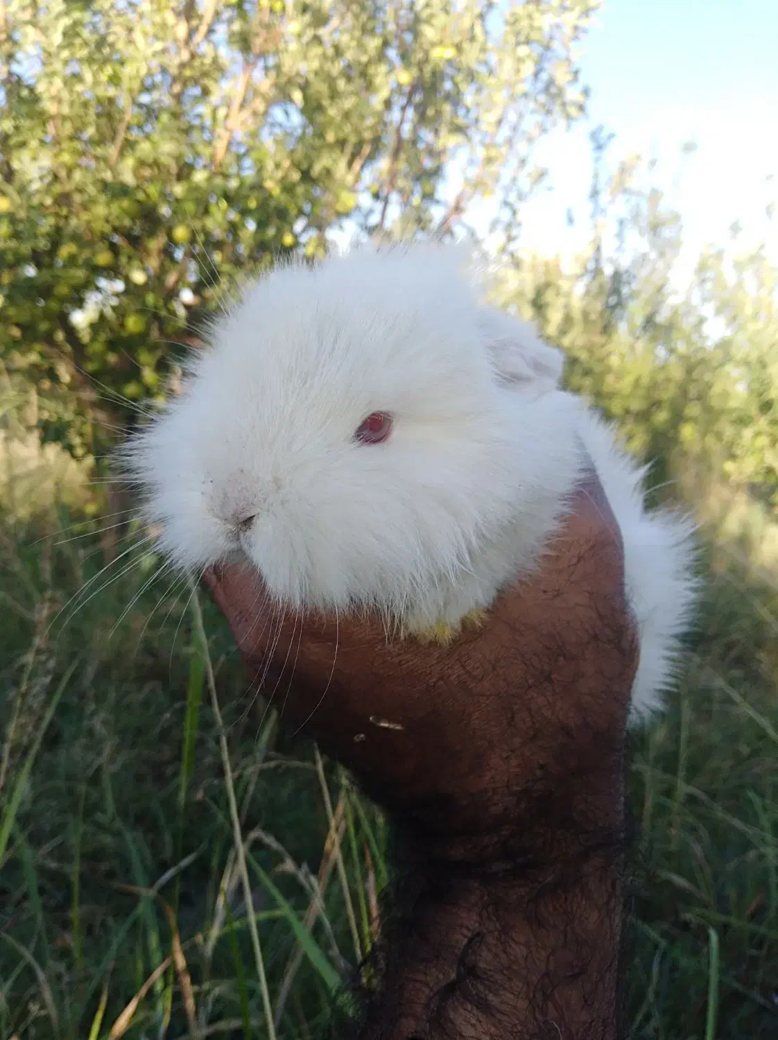 خرگوش لوپ|موش و خرگوش|مهاباد (آذربایجان غربی), |دیوار