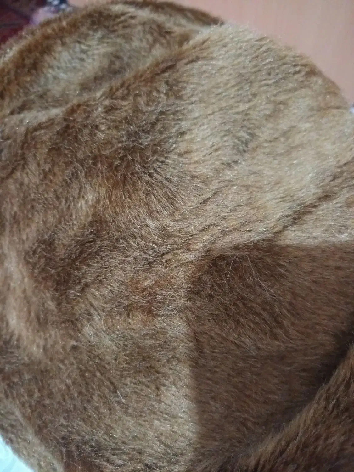 جنس پشمی|لباس|بروجرد, |دیوار