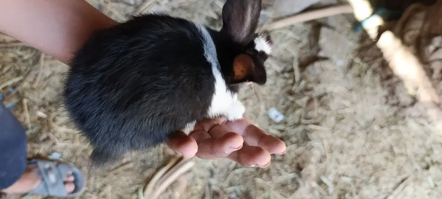 خرگوش بزرگ و کوچک|موش و خرگوش|بم, |دیوار