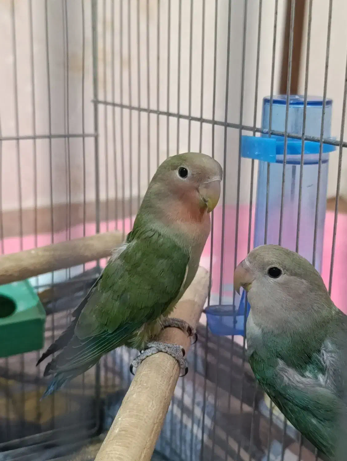 پرنده،کوتوله،طوطی برزیلی|پرنده|یزد, |دیوار