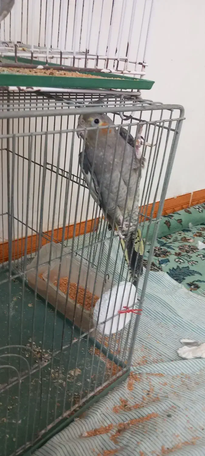 معاوضه یک عدد عروس هلندی با قناری|پرنده|منجیل, |دیوار