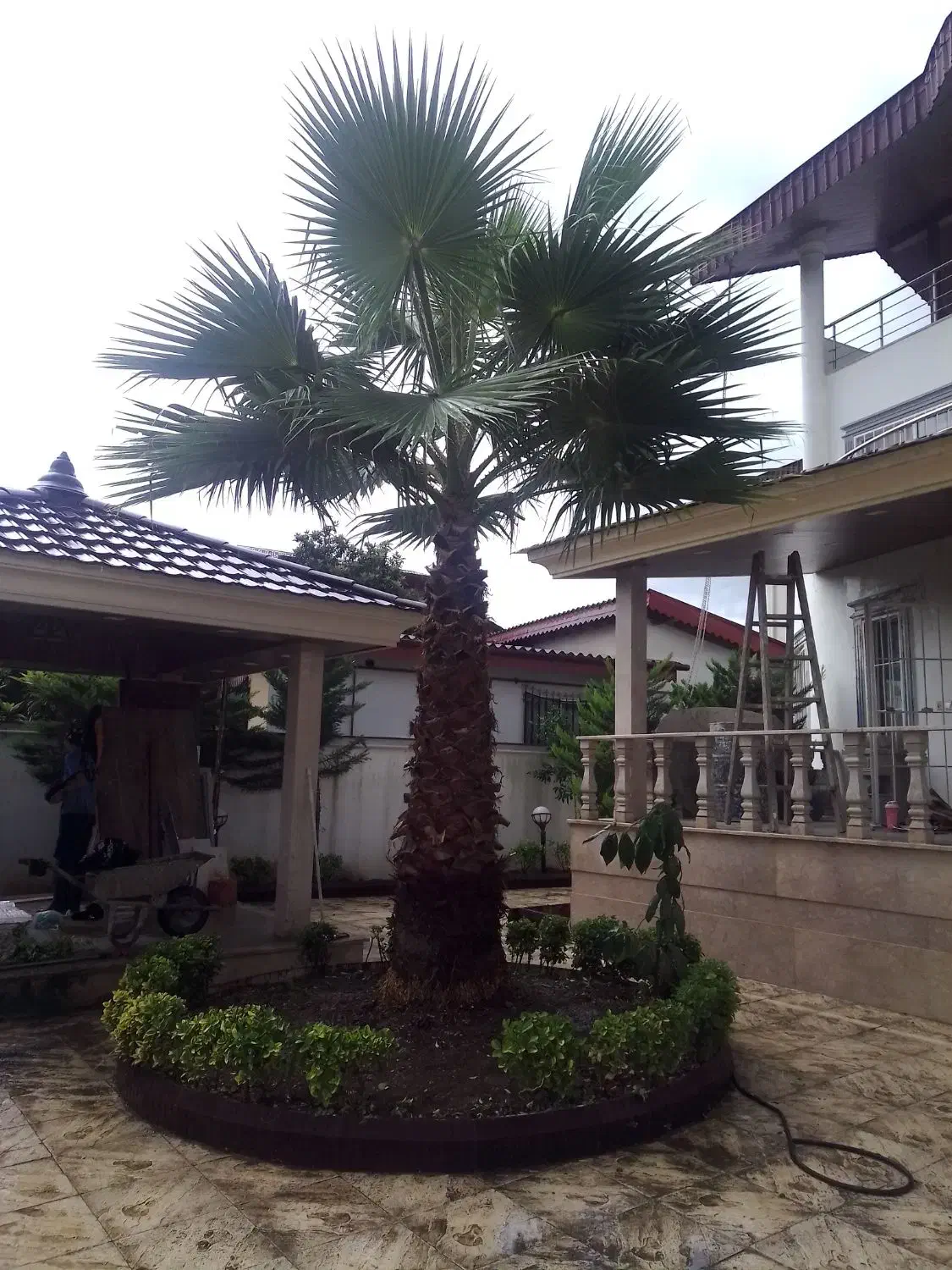 علفتراشی هرس برش چوب وغیره|خدمات باغبانی و درختکاری|عباس‌آباد, |دیوار