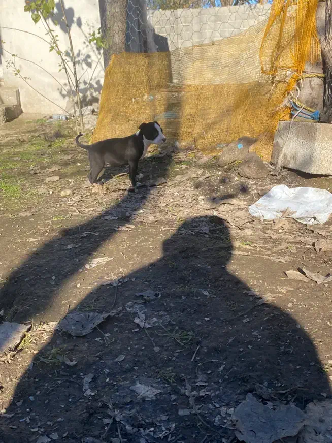 توله پیتبول پیت بول|سگ|تولم شهر, |دیوار