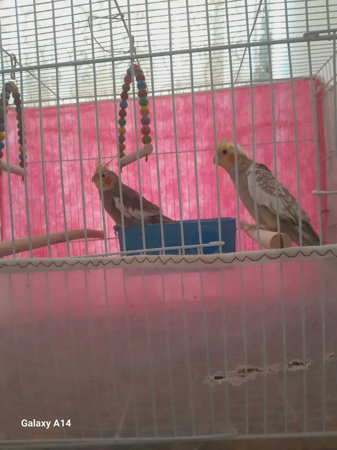 عروس هلندی|پرنده|خواف, |دیوار