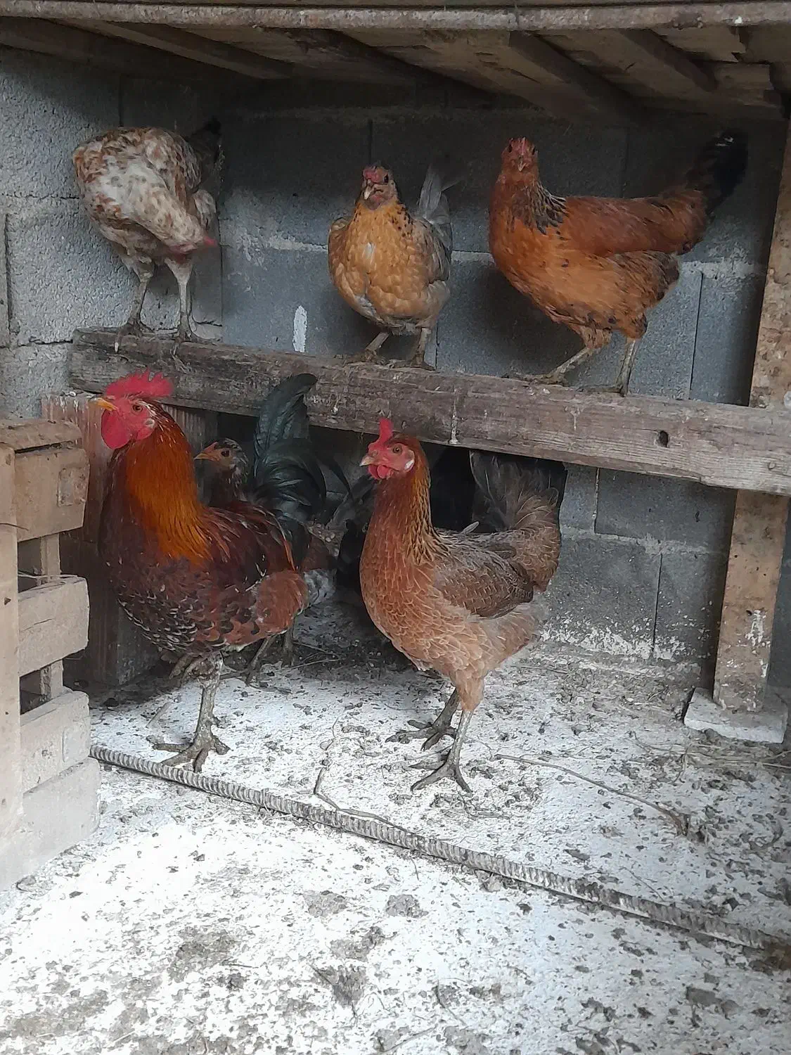 مرغ خروس و تشنو لری|حیوانات مزرعه|گرگان, |دیوار