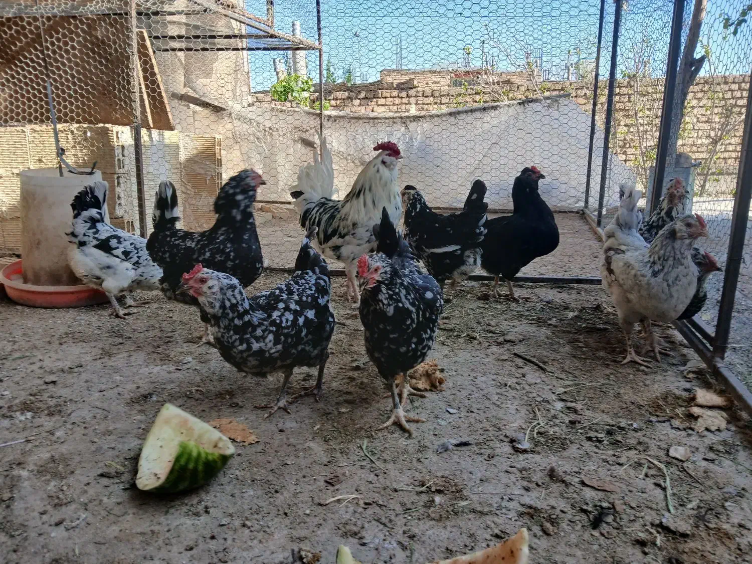 تخم نطفه دار گلین لری اصیل|حیوانات مزرعه|فولادشهر, زاینده رود|دیوار