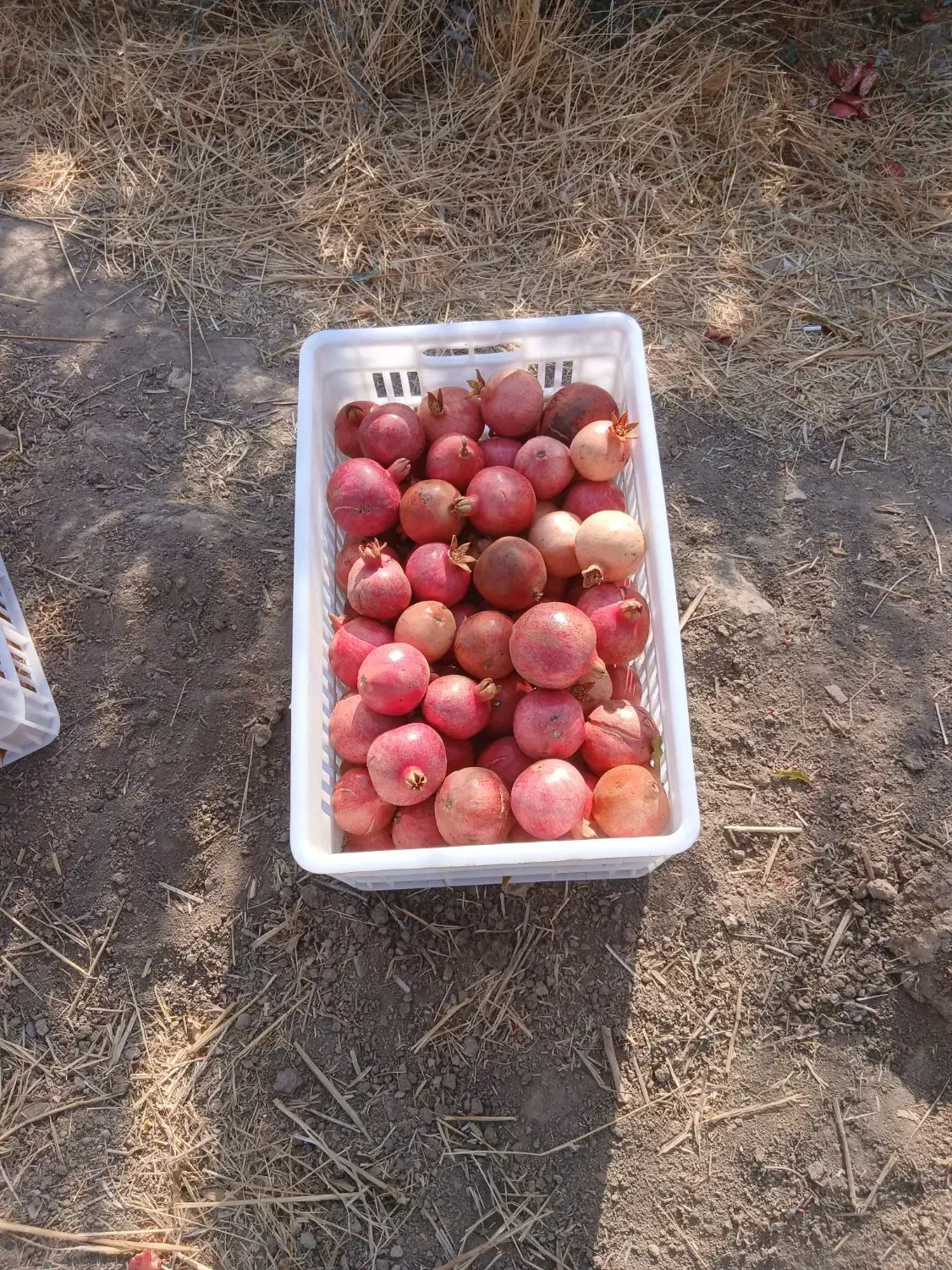 انار موجود است|خوردنی و آشامیدنی|کوهنانی, |دیوار