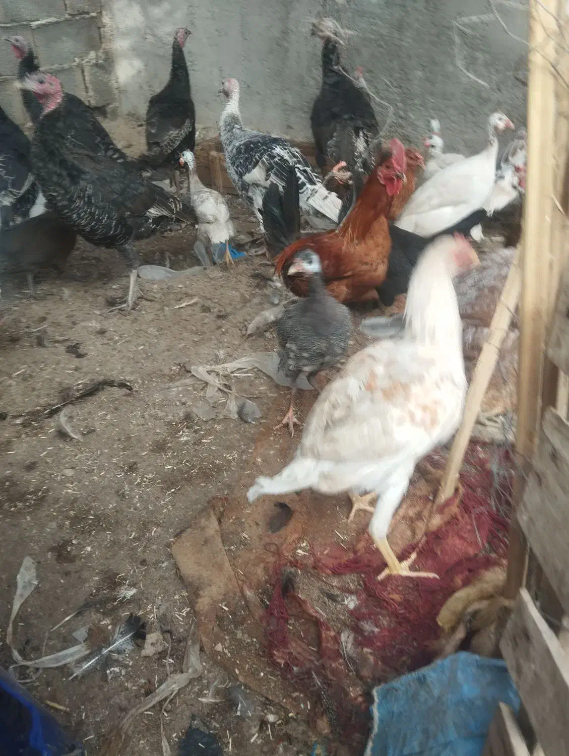 مرغ وبوقلمو|حیوانات مزرعه|ایرانشهر, |دیوار