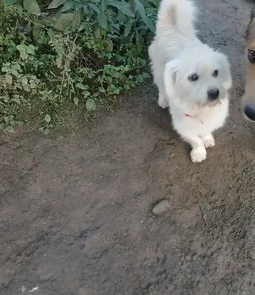 میکس مالتیز/اسپیتز .سگ پشمالو،بسیار مهربان و خانگی|سگ|چابکسر, |دیوار