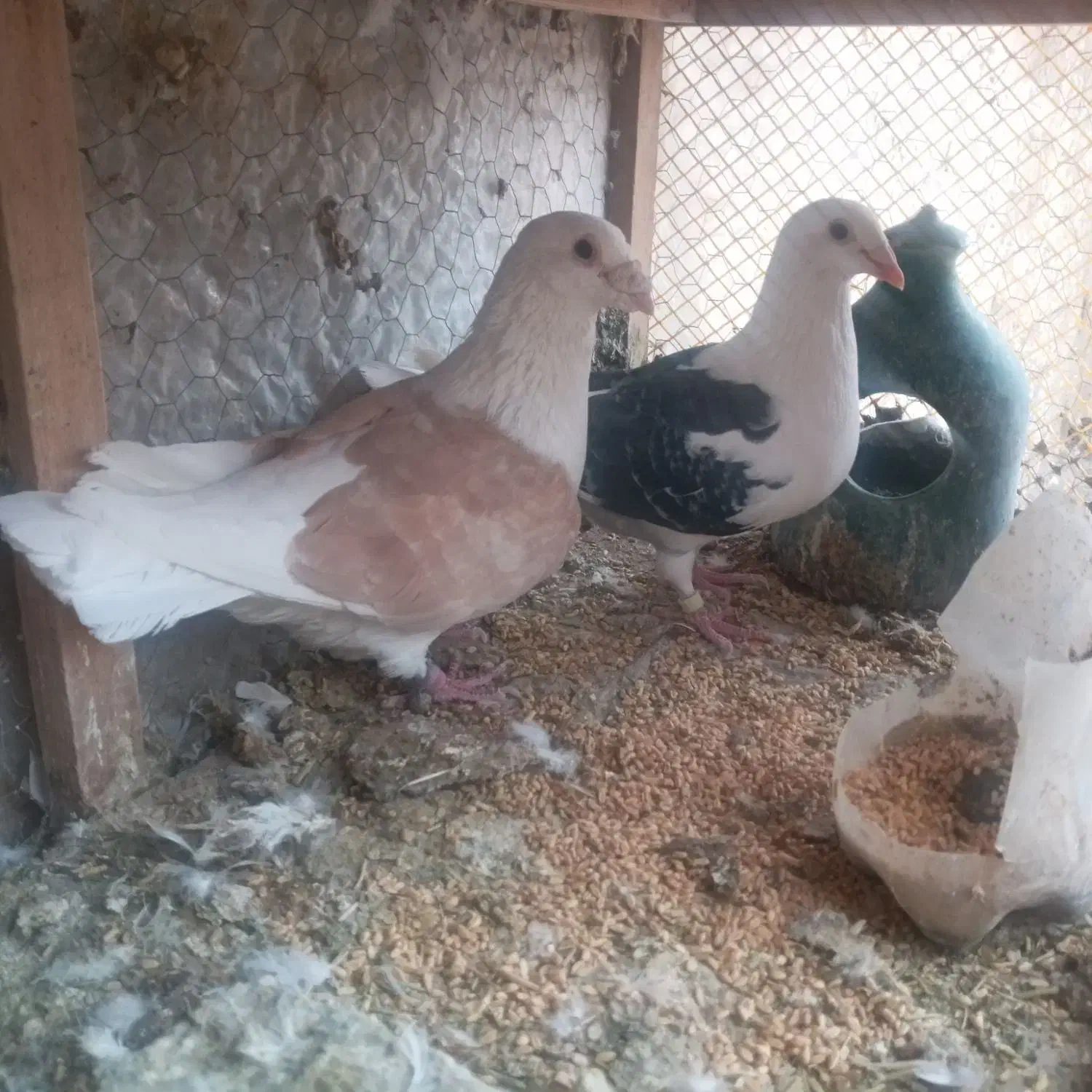 ۷۰کبوتر جفت گاه وهوایی|پرنده|تربت جام, یحیی آباد|دیوار