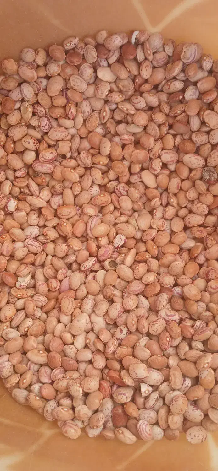 لوبیا چیتی|خوردنی و آشامیدنی|شیراز, گویم|دیوار