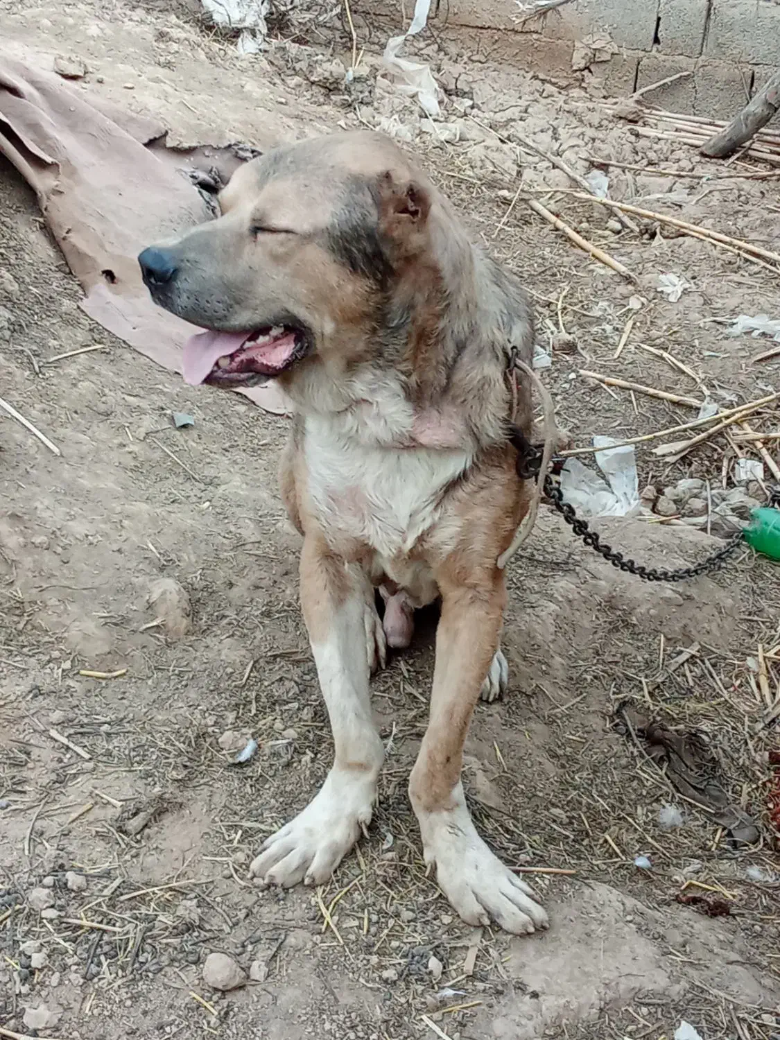 الابای|سگ|مینودشت, |دیوار