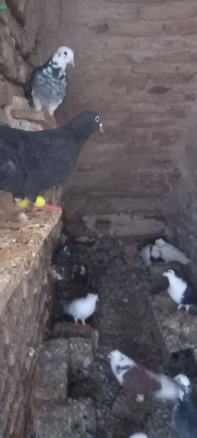 کفتر نرو ماده|پرنده|مینودشت, |دیوار