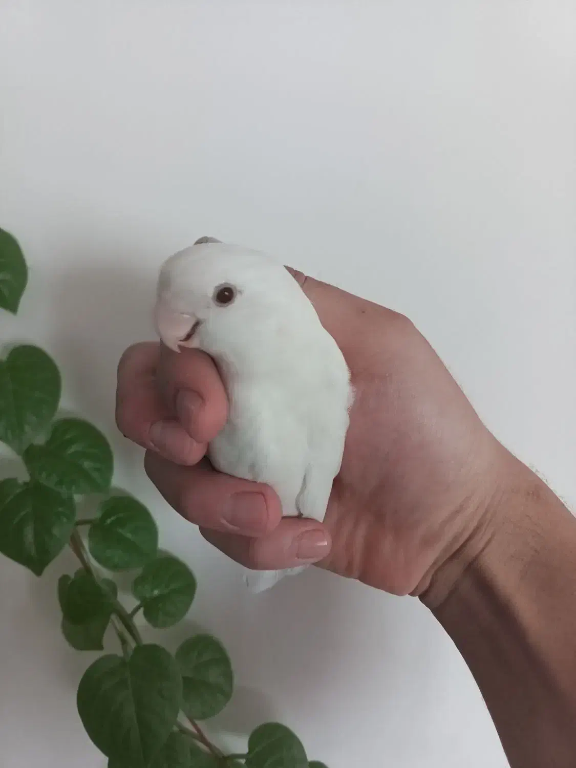 طوطی|پرنده|شیراز, تاچارا|دیوار