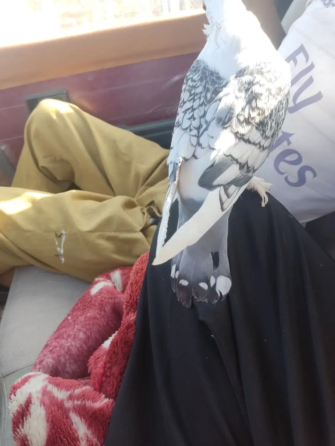 ساتن|پرنده|قائن, |دیوار