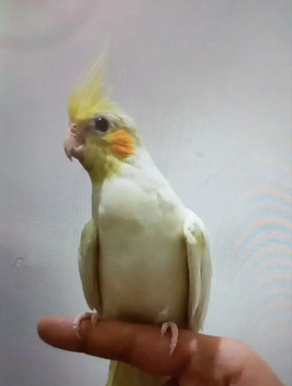 طوطی عروس هلندی وملنگورام|پرنده|کرج, شهرک فهمیده|دیوار