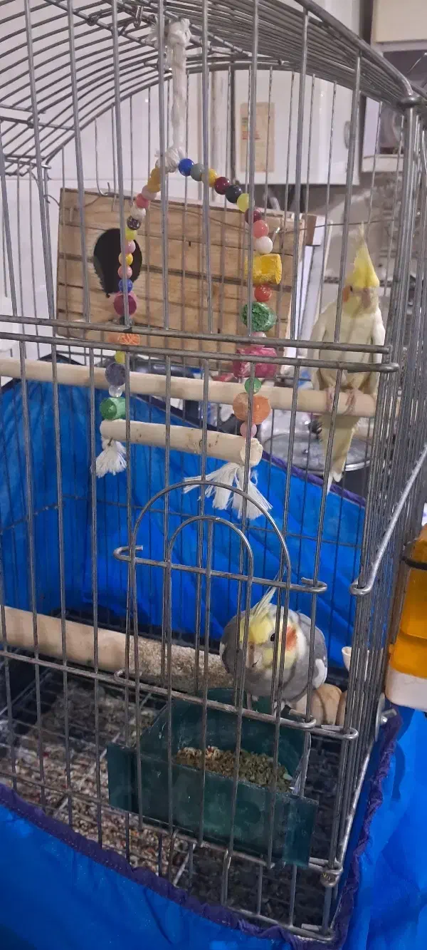 ی جفت عروس هلندی با قفس لانه|پرنده|اسدآباد, |دیوار