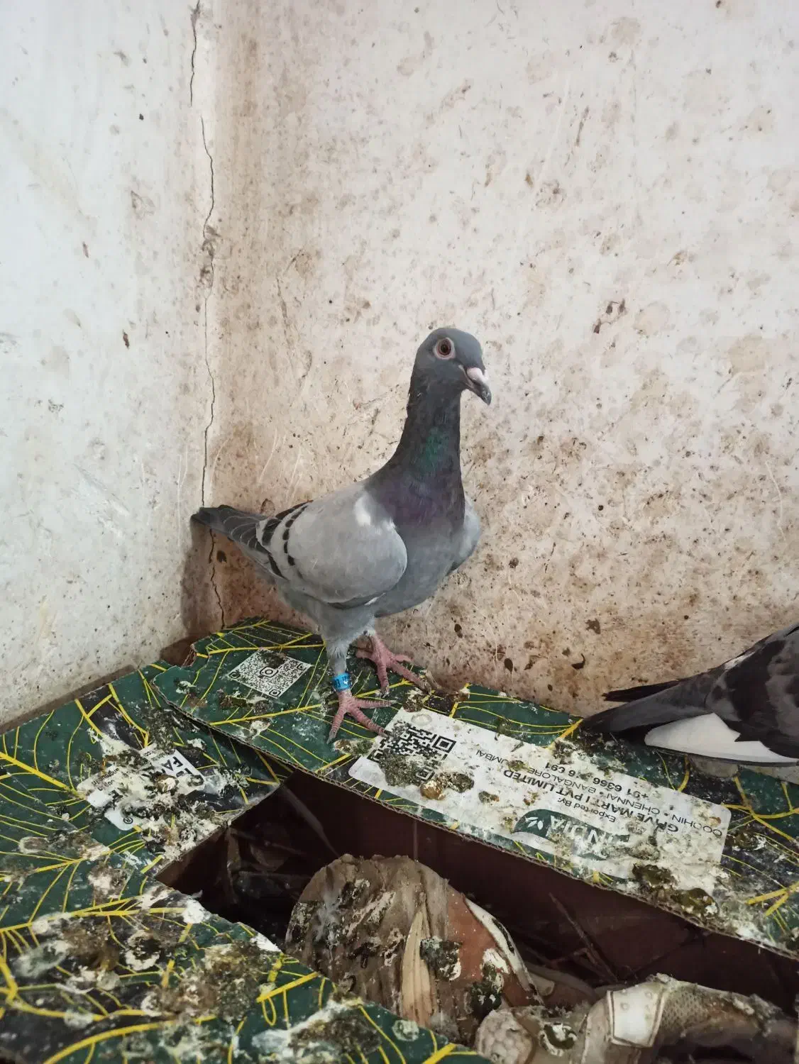 کبوتر کفتر|حیوانات|گرگان, |دیوار