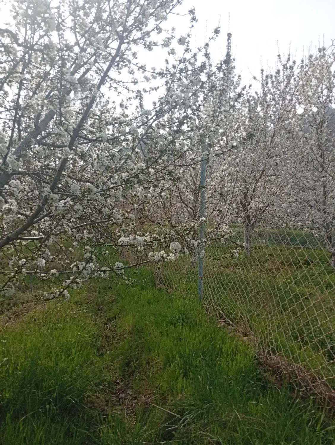 هرس کود بیل کاشت درخت|خدمات باغبانی و درختکاری|قزوین, |دیوار