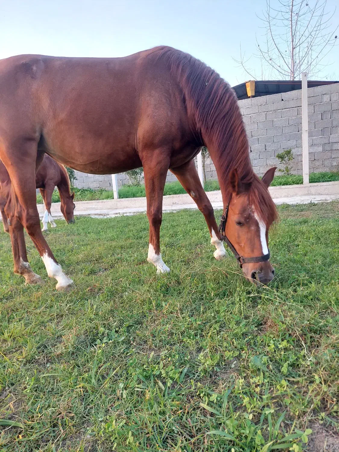 مادیان عرب پنج نشان|اسب و تجهیزات اسب‌سواری|سنگر, |دیوار